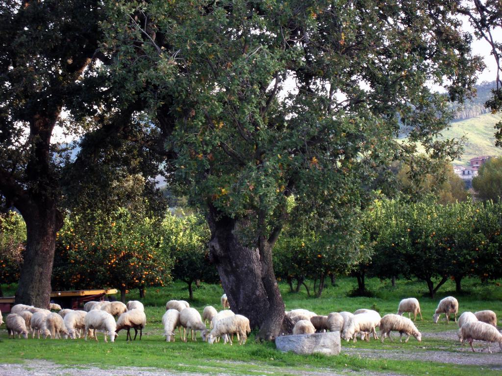 Barone Gr Macri Agriturismo Modi Gerace Exterior photo
